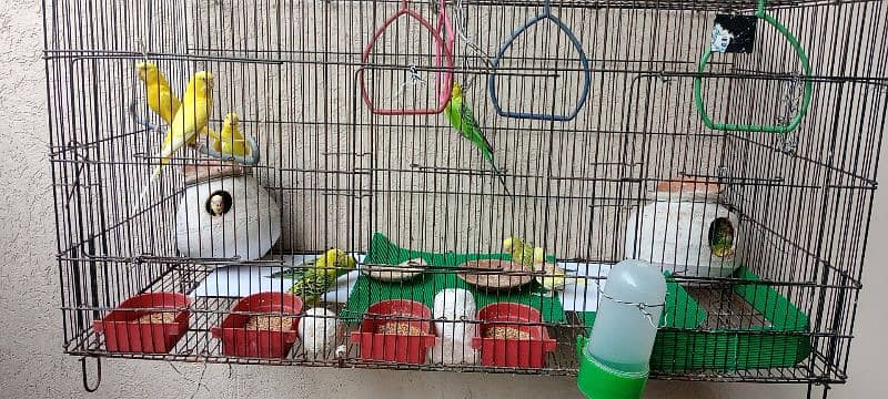 Budgies for sale 5