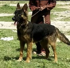 Female German shepherd Black Mask Cheap Rate Urgent Sale Full Trained