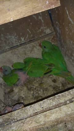 love bird, cocktail, green parrot, mitho baby