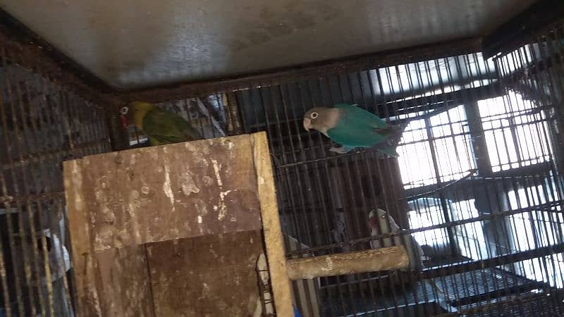 love bird, cocktail, green parrot, mitho baby 2