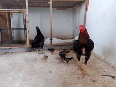 aseel jora with 7 chick