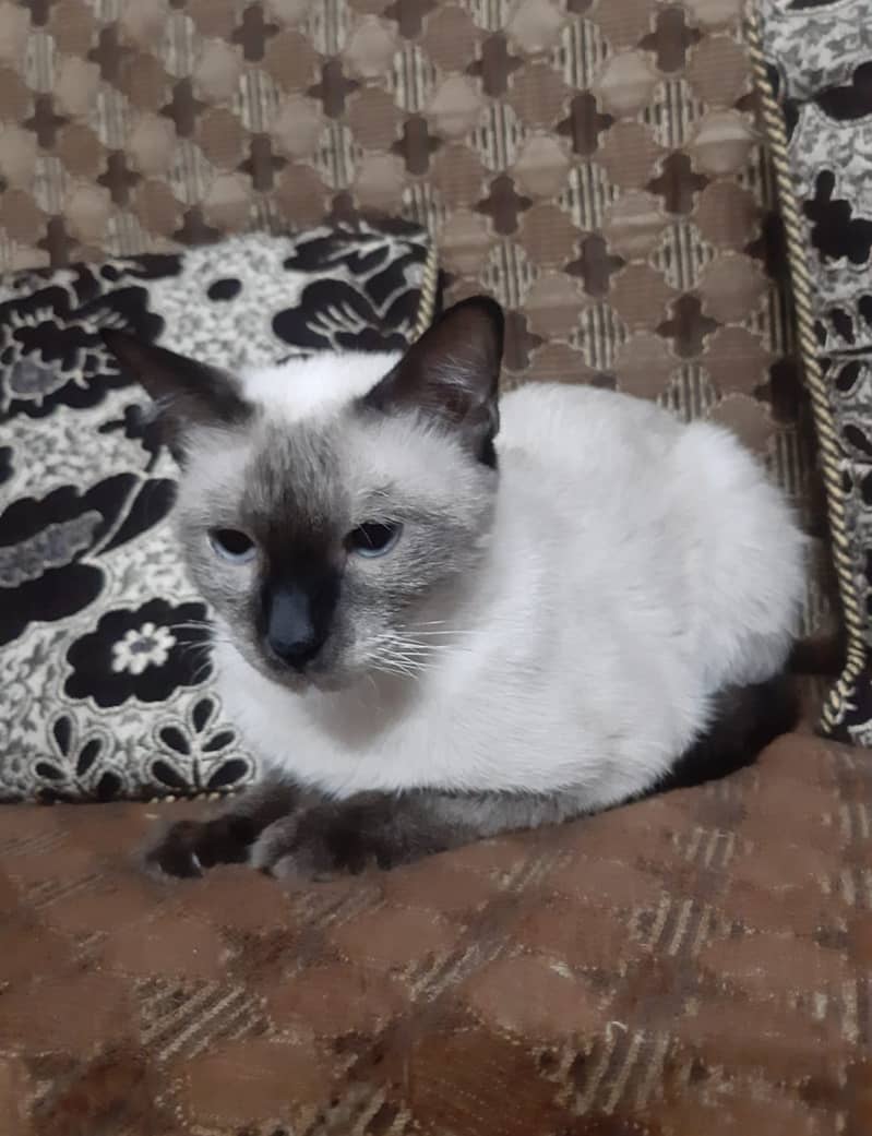 Persian & Siamese Cats for Sale 0
