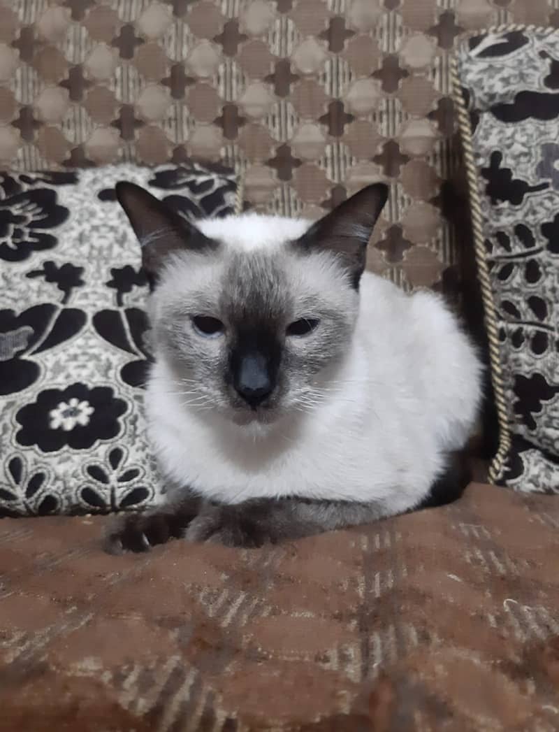 Persian & Siamese Cats for Sale 1