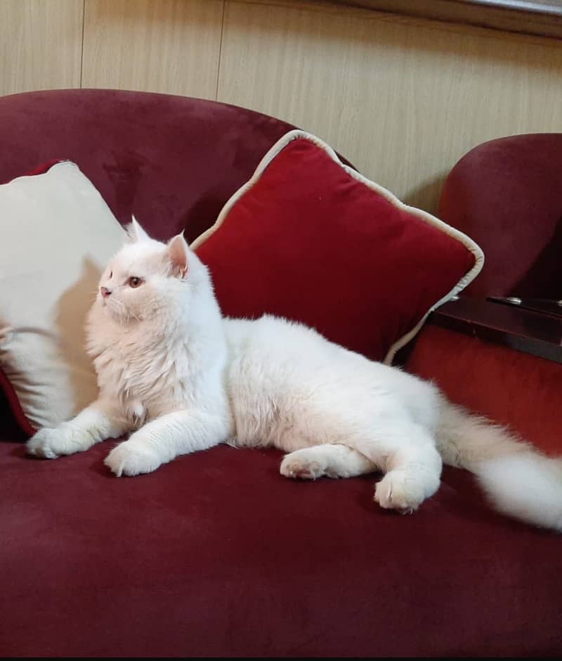 Persian & Siamese Cats for Sale 2