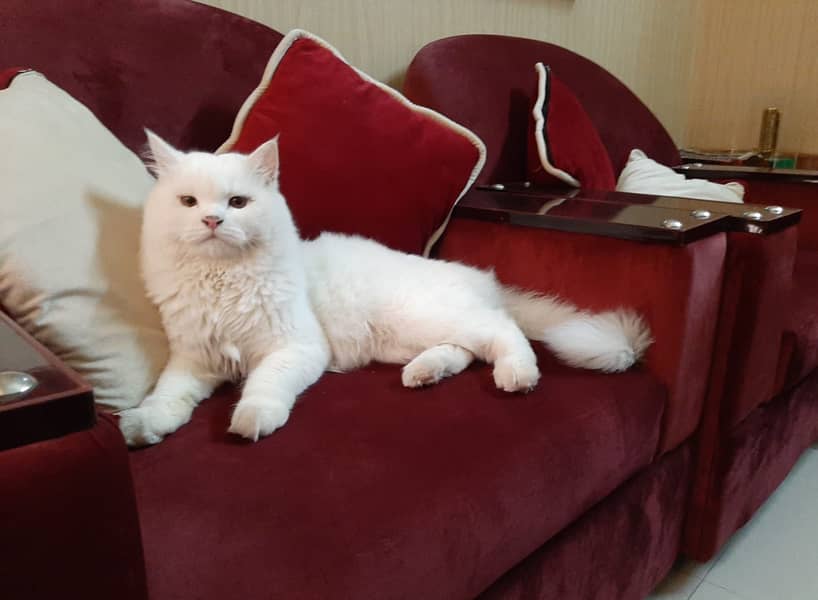 Persian & Siamese Cats for Sale 3