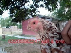 qandhari parrot beak female