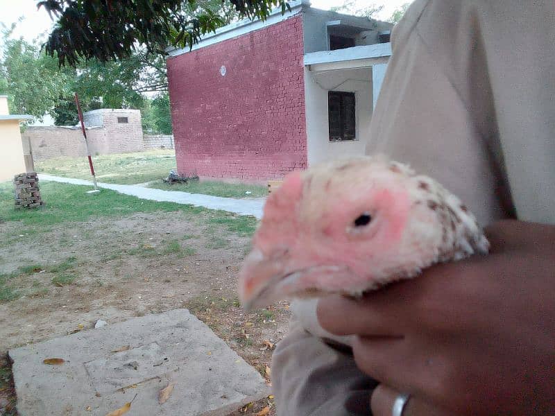 qandhari parrot beak female 1
