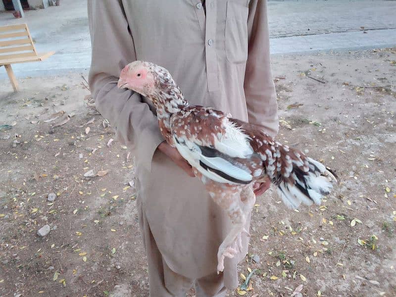 qandhari parrot beak female 4