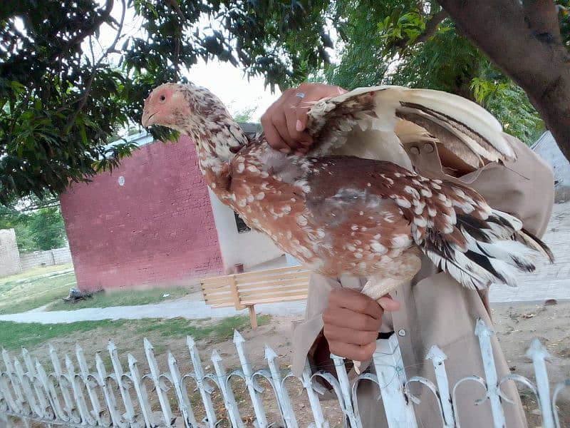 qandhari parrot beak female 5