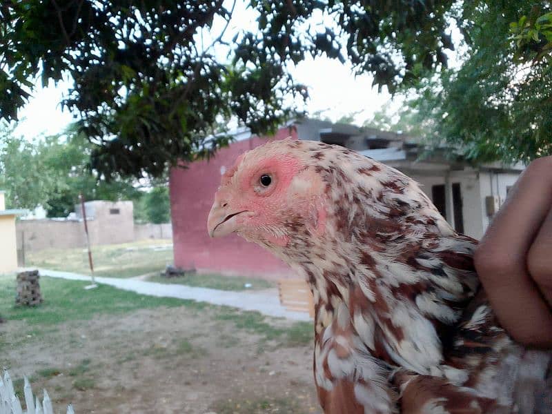 qandhari parrot beak female 8