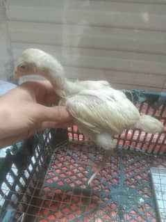 paper white blue eyes hera aseel chick 1 month