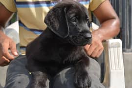 Labrador puppies Available Male and female both