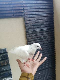 healthy for active hand em pigeon