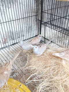 Dove for sale healthy and active or Cage for sale ha