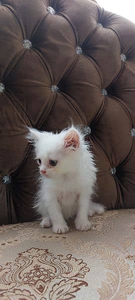 Persian Kitten 2