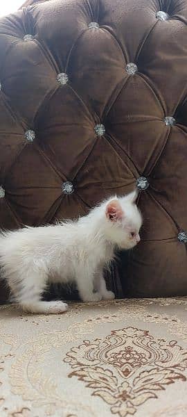 Persian Kitten 3