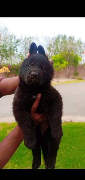 German Shepherd / gsd puppies for sale 1