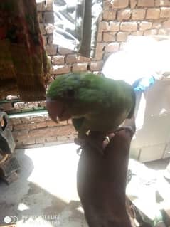 cute hand tame parrot