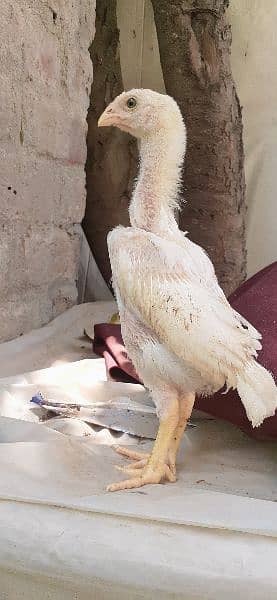 white shamo male chiks for sale 1