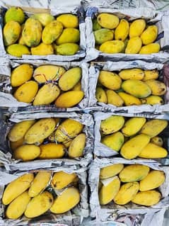 Export Quality Mangoes