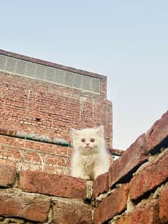 persian breed triple coated cat