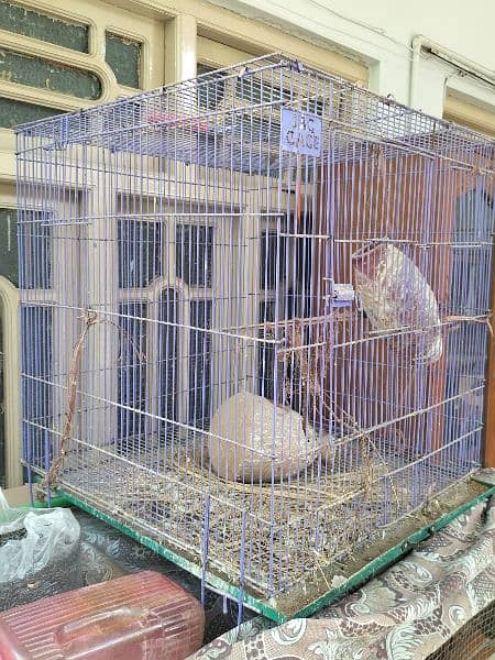 Birds with cages 10