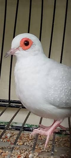 Red eye doves breeder pair