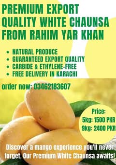 Export quality white chaunsa mango from Rahim yar khan