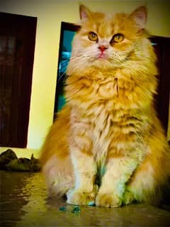 PERSIAN CAT LIZO