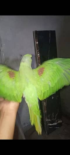 raw  Kashmiri parrots chicks jumbo size  03705055818