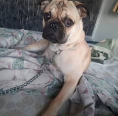 Healthy imported pug for sale
