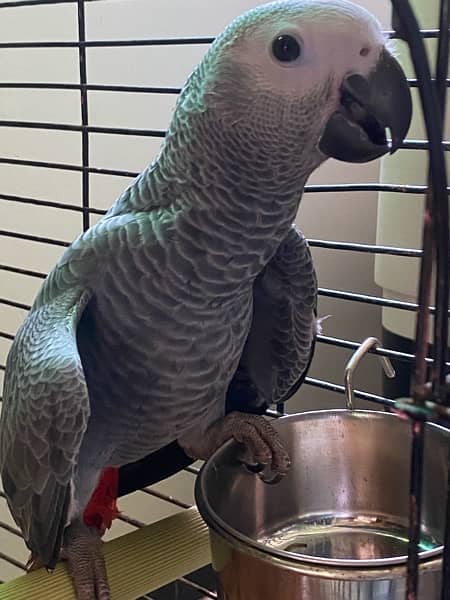 grey parrot 0