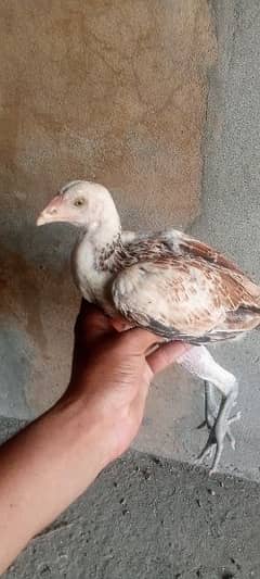 Aseel female Hens for sale