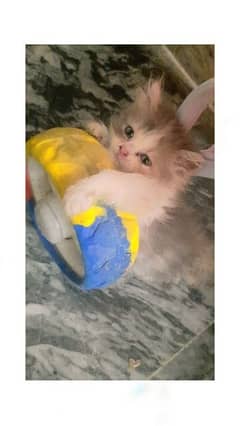 persian kitten 0