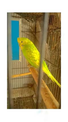 2 pair budgies and 1 green fischer pair available pair price 700