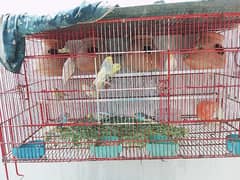 Badgies Pair With Cage