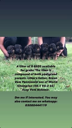 Triple, Double, single long german shepherd puppies for sale