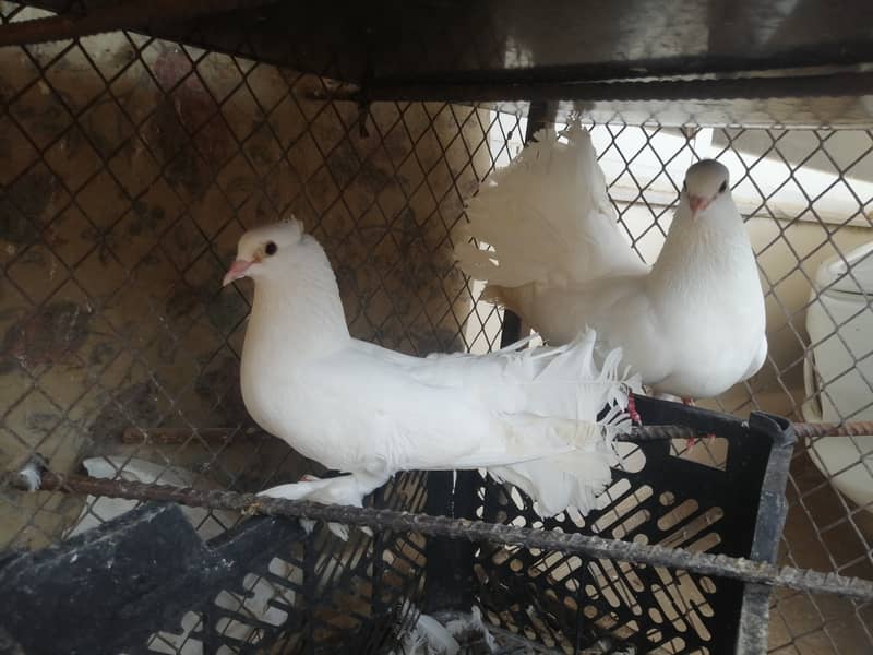 Fan tail pigeon Lakka Lakhay Kabootar Pair with 2 pathay and 2 chick 0