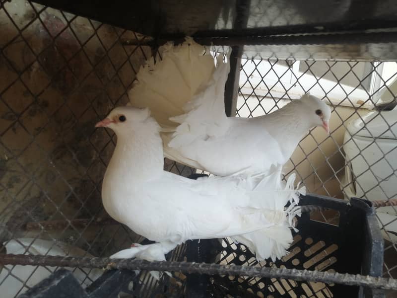 Fan tail pigeon Lakka Lakhay Kabootar Pair with 2 pathay and 2 chick 1