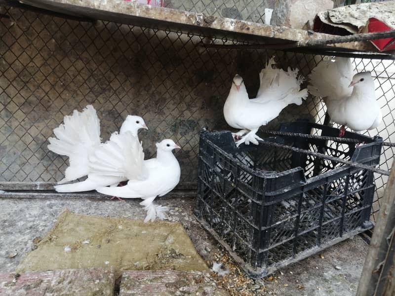 Fan tail pigeon Lakka Lakhay Kabootar Pair with 2 pathay and 2 chick 3