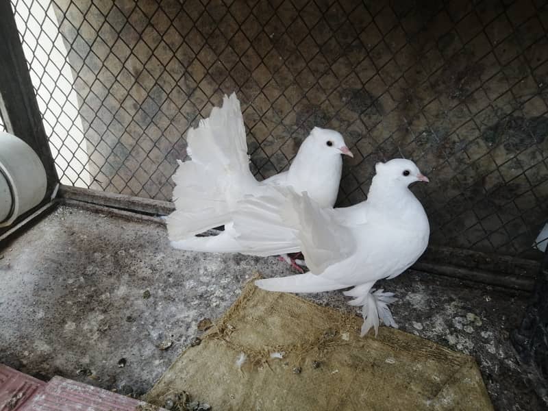 Fan tail pigeon Lakka Lakhay Kabootar Pair with 2 pathay and 2 chick 4