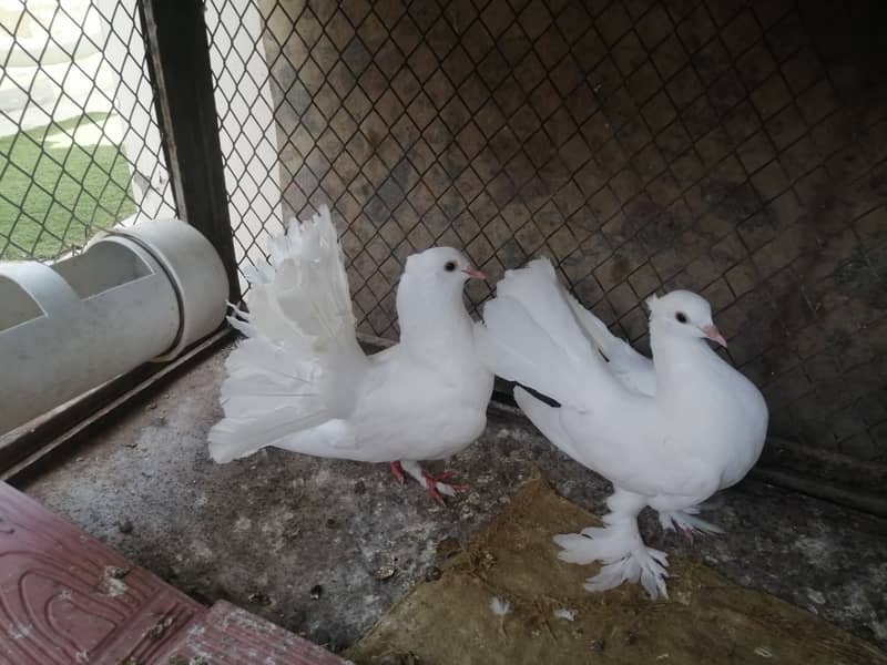 Fan tail pigeon Lakka Lakhay Kabootar Pair with 2 pathay and 2 chick 5