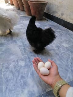 the pair of white and black silkie cock hen