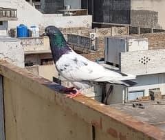 Original sialkoti pigeon