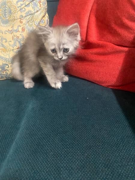 Persian female kittens 1