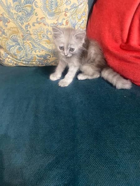 Persian female kittens 2