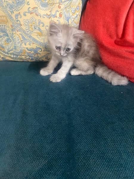 Persian female kittens 6