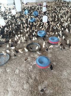 golden misri chick's for sale