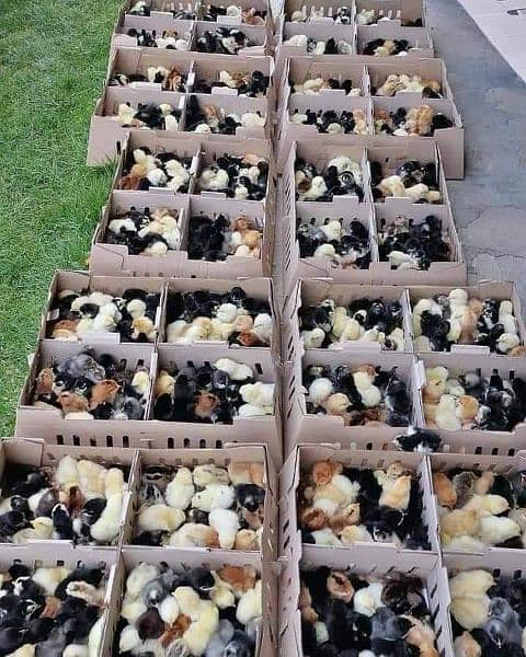 golden misri chick's for sale 4