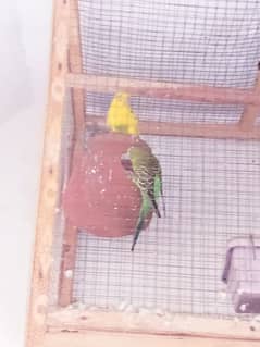 parrot for sale